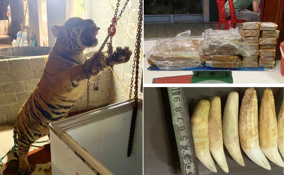 Tang vật là một cá thể hổ đã chết và nhiều miếng cao hổ. Ảnh: Lao động