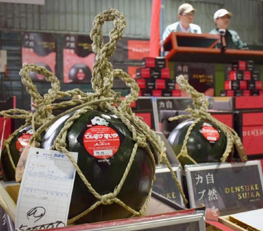 Dưa hấu đen được mệnh danh là vua của các loại dưa. Sở dĩ giá luôn cao chót vót bởi mỗi lần thu hoạch được số lượng ít. Dưa hấu đen được mệnh danh là vua của các loại dưa. Sở dĩ giá luôn cao chót vót bởi mỗi lần thu hoạch được số lượng ít.