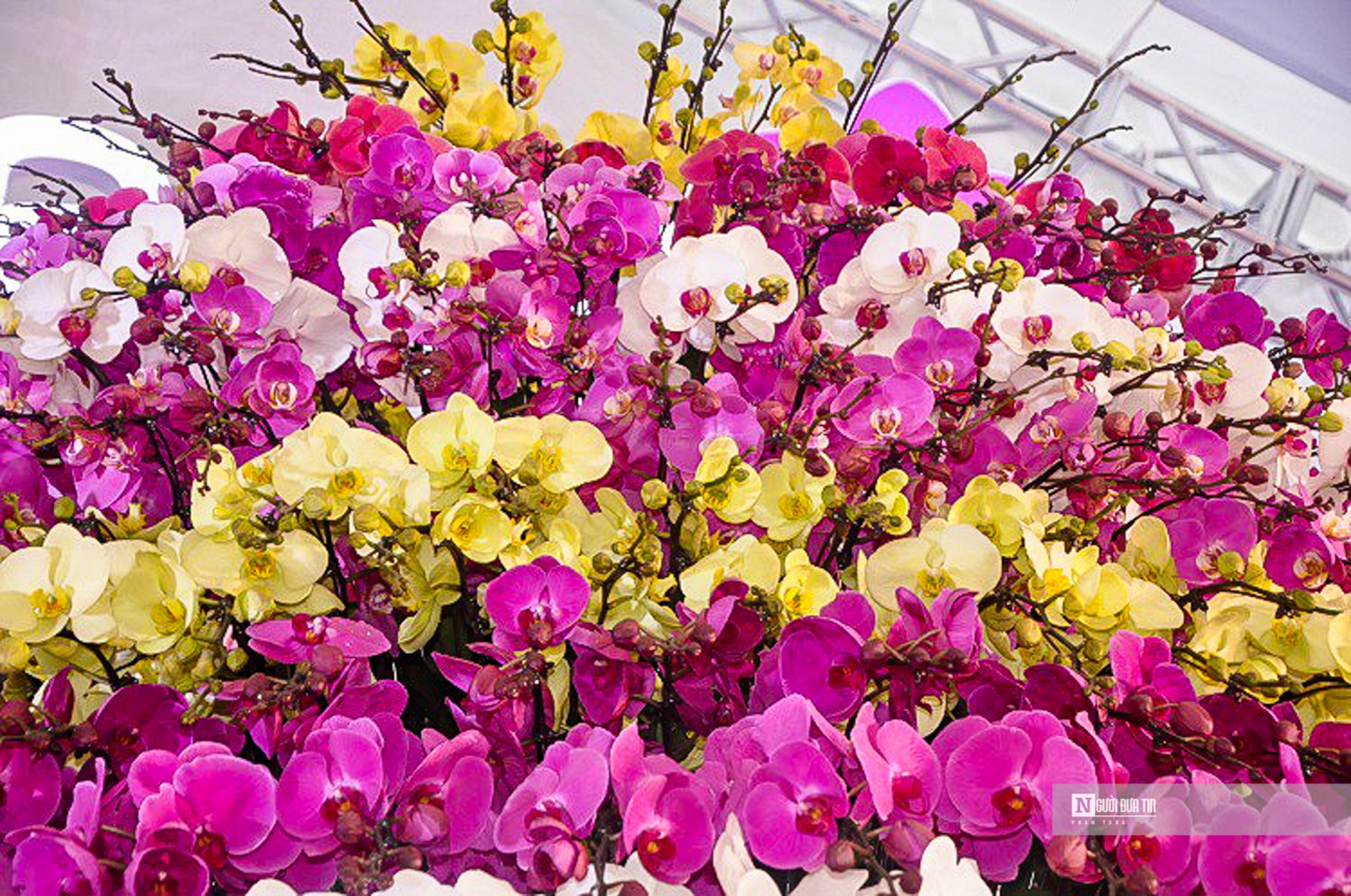 Đại diện đơn vị thực hiện cũng cho biết, số lượng thợ lành nghề ghép hoa vào chậu lên tới 6 người.