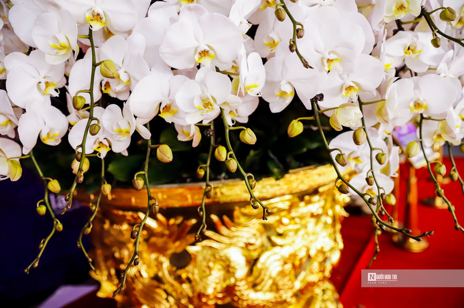 Cành lan hồ điệp được tuyển chọn những cành có từ 12 bông hoa trở lên, dài 1,5m với 9 màu sắc khác nhau và 9 tầng hoa.