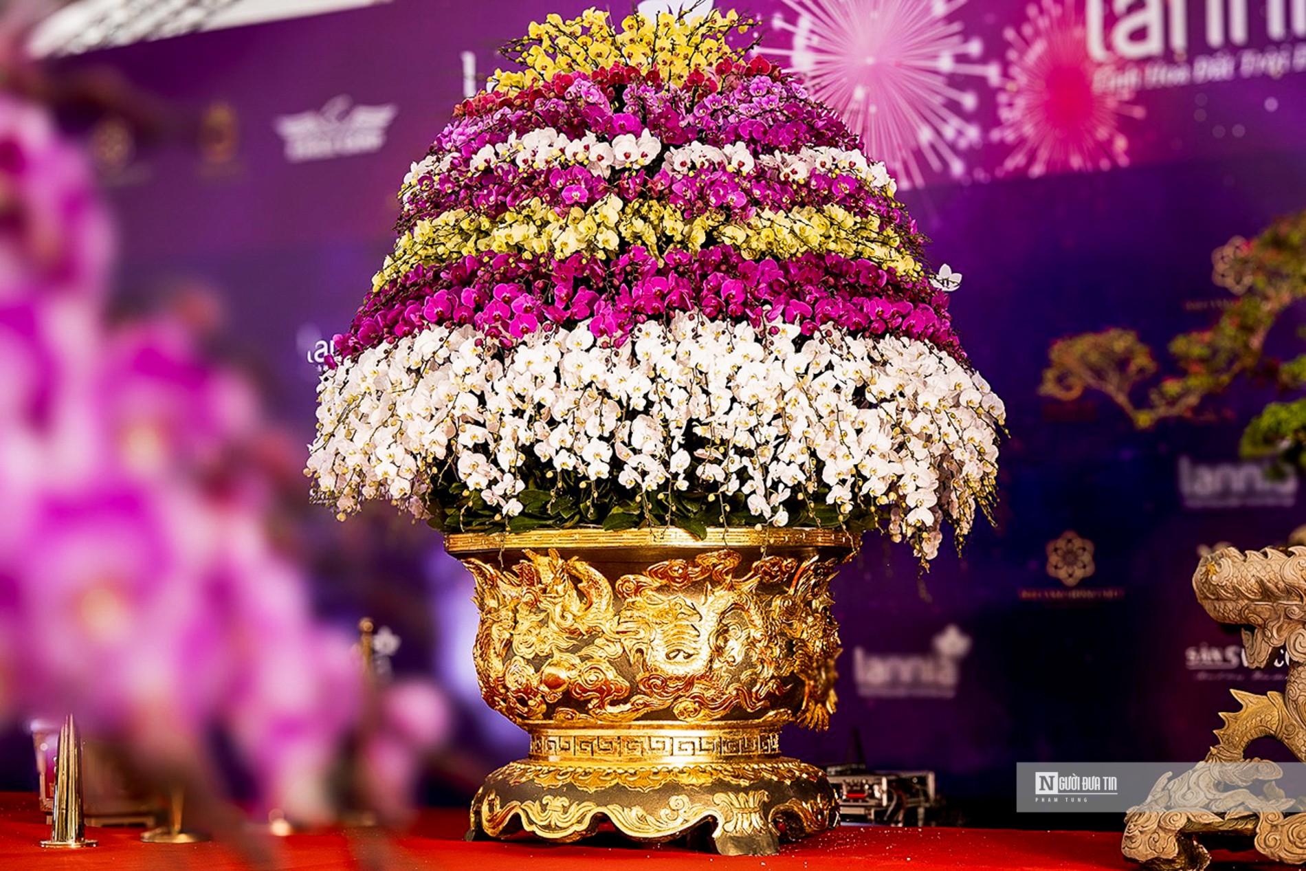 Chậu lan đắt đỏ được giới thiệu ghép từ 2.686 cành lan hồ điệp, chậu mạ vàng 24k lớn nhất Việt Nam.