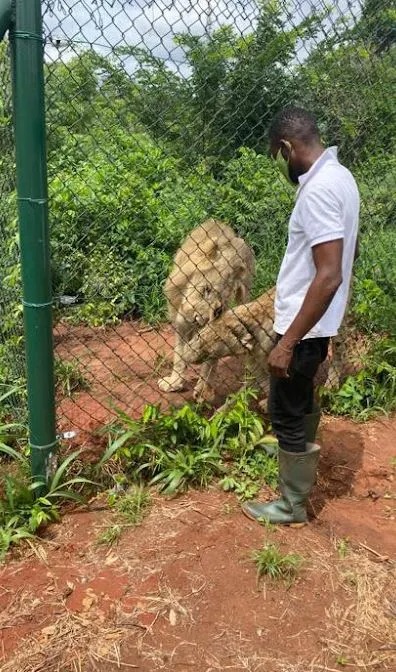 Vụ việc xảy ra tại vườn thú Accra, Ghana.