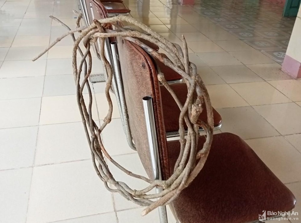 Thân cây mà nhóm người dùng để nấu nước uống là cây lá ngón. Ảnh: Báo Nghệ An