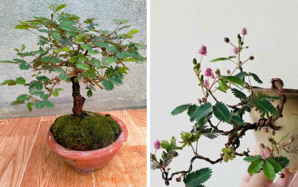 Cây dại thành cây bonsai đẹp mắt.