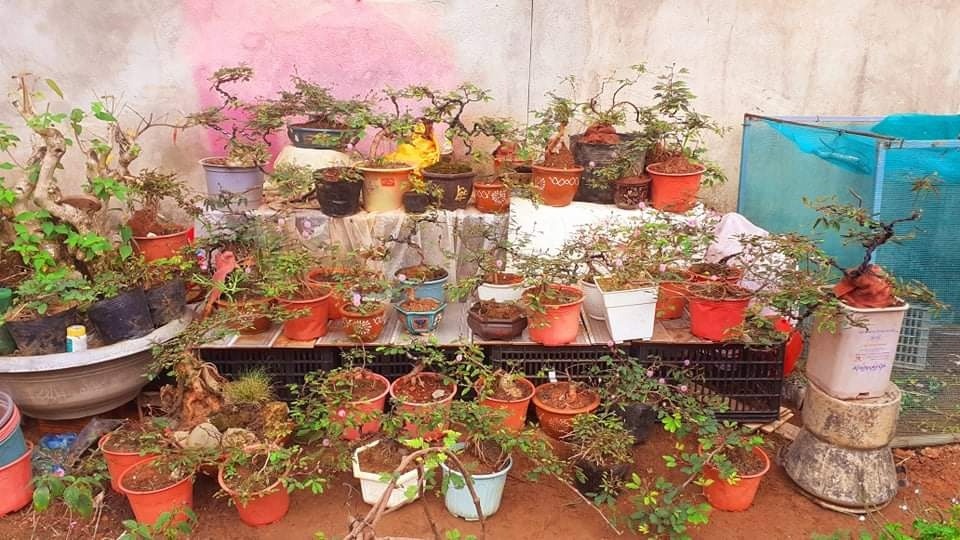 Loạt cây dại lên chậu cảnh hút người mua.