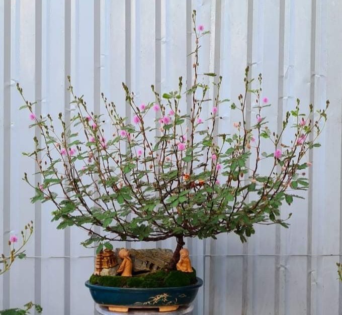 Cây hoa mắc cỡ mọc đầy đường nay 'hóa' bonsai, chủ kiếm ngay tiền triệu.