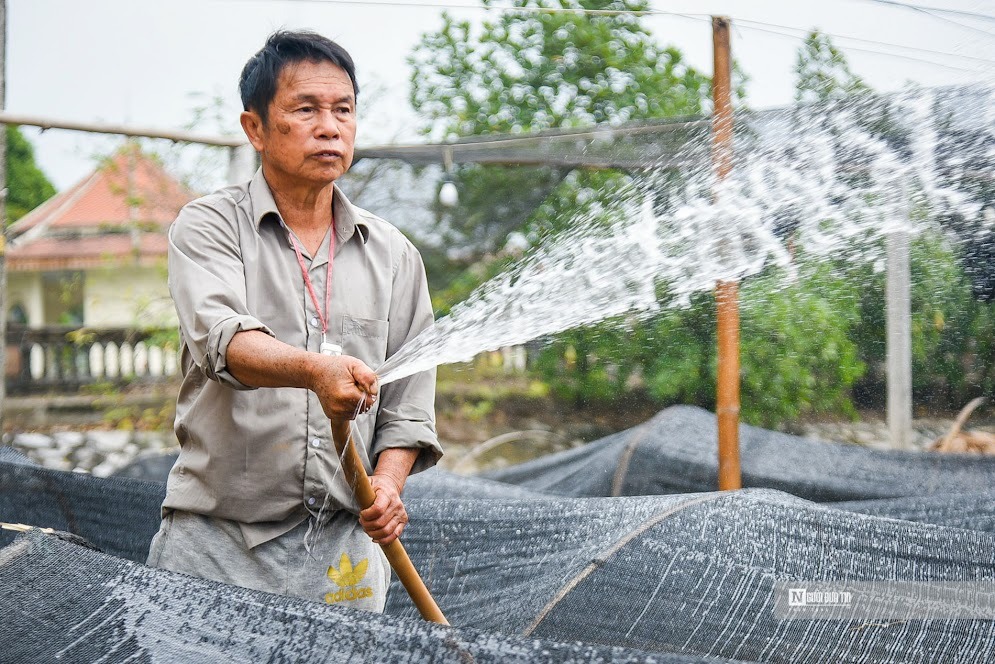 Sau khi thu hoạch, những luống hoa mới được gieo trồng chờ ngày rằm tháng Chạp và dịp Tết Nguyên đán đang đến gần.