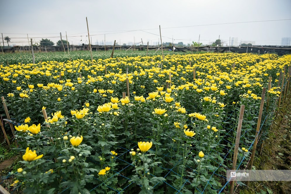 Người dân trồng hoa cho biết, thời tiết năm nay khá thuận lợi.