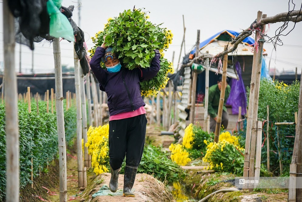 Giá hoa đang tăng theo từng ngày, như mấy tuần trước một bó cúc chỉ có giá 40.000-50.000 đồng nhưng đến bây giờ giá bán buôn đã lên 100.000-140.000 đồng cho 50 bông. Gần Tết giá sẽ còn tăng nữa nếu hoa trở nên khan hiếm.