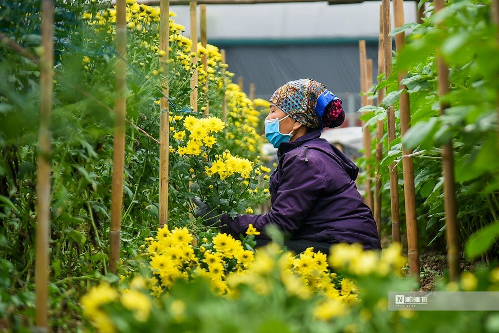 Theo chủ một vườn hoa cho biết, ngày thường, bà và chồng cùng chăm sóc và thu hoạch nhưng gần một tuần nay bà phải huy động thêm người trong nhà ra phụ giúp. Mấy năm trước do ảnh hưởng bởi dịch bệnh lượng tiêu thụ chậm, năm nay mọi thứ đang dần ổn định nên sức mua cao hơn. 'Hiện tại nhà tôi không còn hoa để bán, tôi phải từ chối khá nhiều khách mua buôn', chủ vườn chia sẻ.