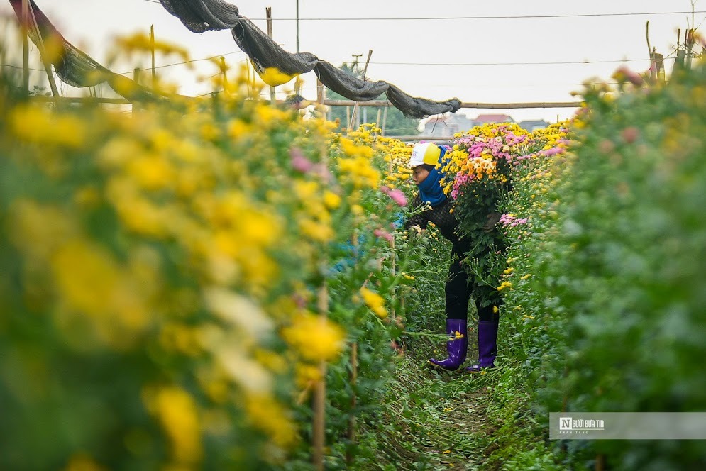 Theo người dân Tây Tựu, số lượng hoa năm nay trồng không đủ bán. Các luống sau khi thu hoạch xong họ phải gieo ngay giống mới để kịp phục vụ cho dịp Tết đang cận kề.