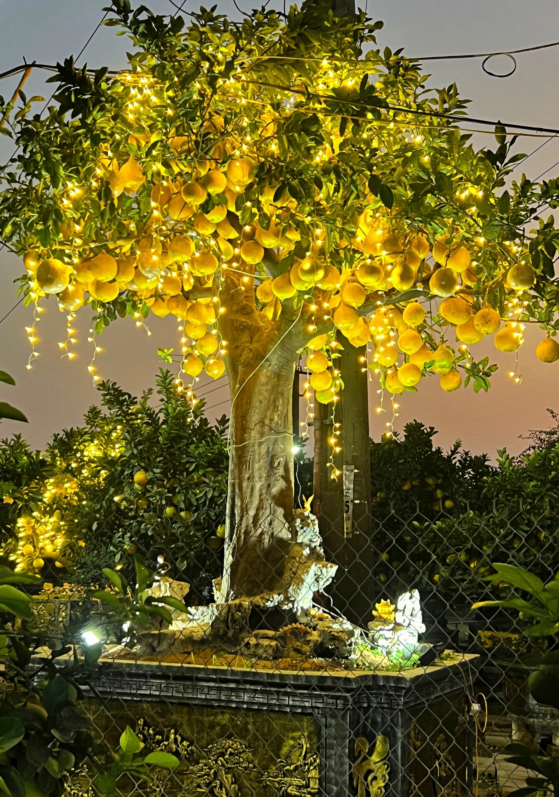 Thân cây có chiều rộng 1,3m, được đặt trong một chậu đá lớn, trang trí tiểu cảnh xung quanh gốc để tăng thêm sự hấp dẫn.