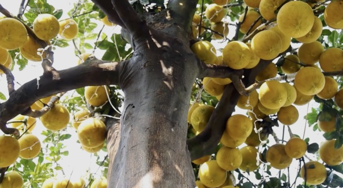 Độc đáo cây bưởi giá vài trăm triệu nhưng vẫn hút khách dịp Tết. Ảnh: Báo Dân Trí.