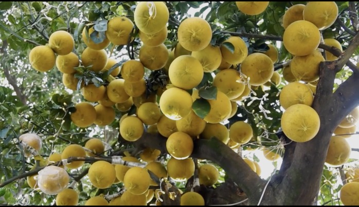 Cây bưởi 400 quả 'tỏa sáng' vào buổi tối, nhờ dàn đèn được quấn từ gốc lên tán cây.