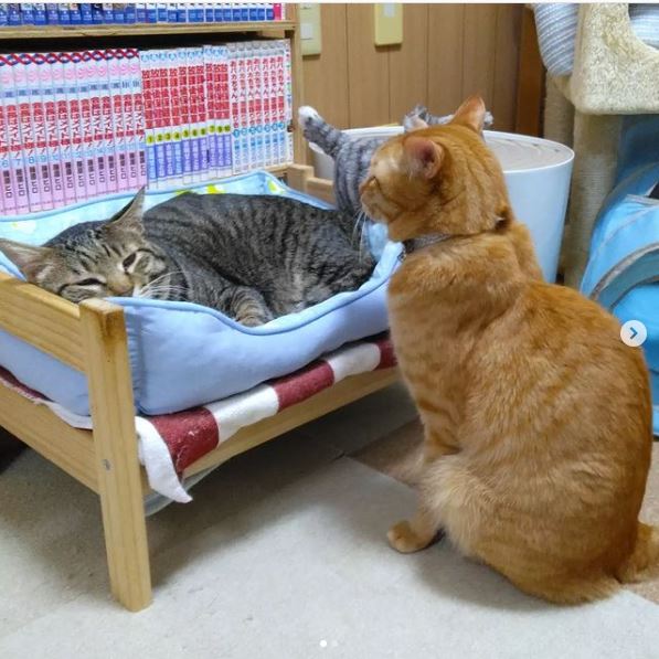 Tài sản lớn nhất của cô nàng chính là những chú mèo đi lạc được giải cứu.