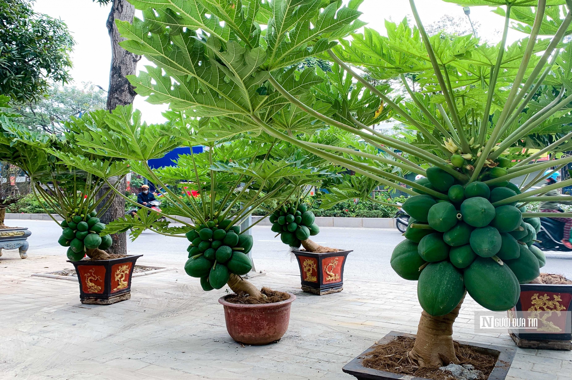 Ghi nhận của Người Đưa Tin thị trường Tết Nguyên đán 2023 ngoài những loại cây cảnh quen thuộc như đào, quất, bưởi... thì đu đủ bonsai cũng là loại cây được nhiều người săn đón. Theo quan điểm của người dân, cây đu đủ tượng trưng cho sự no đủ, sum vầy, bền vững nên được khá nhiều người săn đón về trưng Tết.