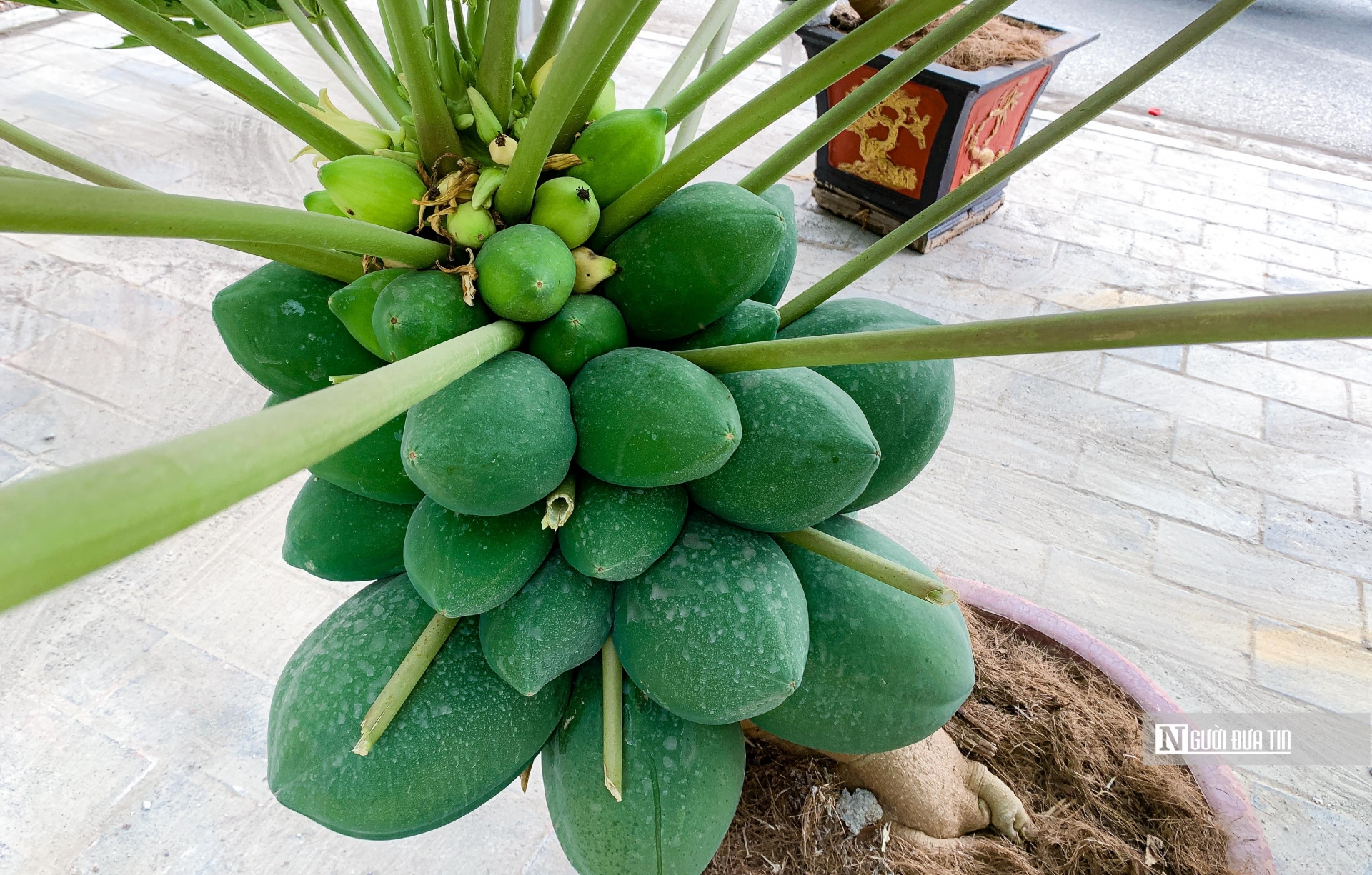 Đu đủ bonsai chục triệu đồng/cây chào Tết Quý Mão - Ảnh 1