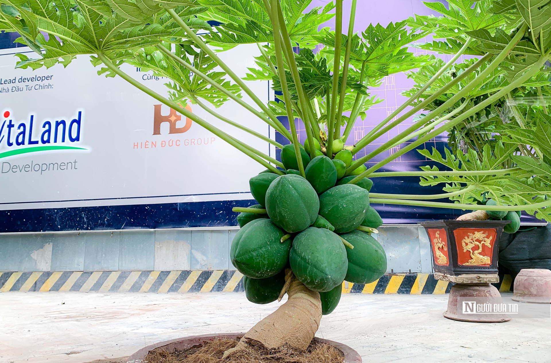 Đu đủ bonsai có chiều cao khoảng tầm 1m, khi cây lớn lên phải cắt, tỉa và uốn cây để có dáng thế đẹp cần phải rất tỉ mỉ và chi tiết.