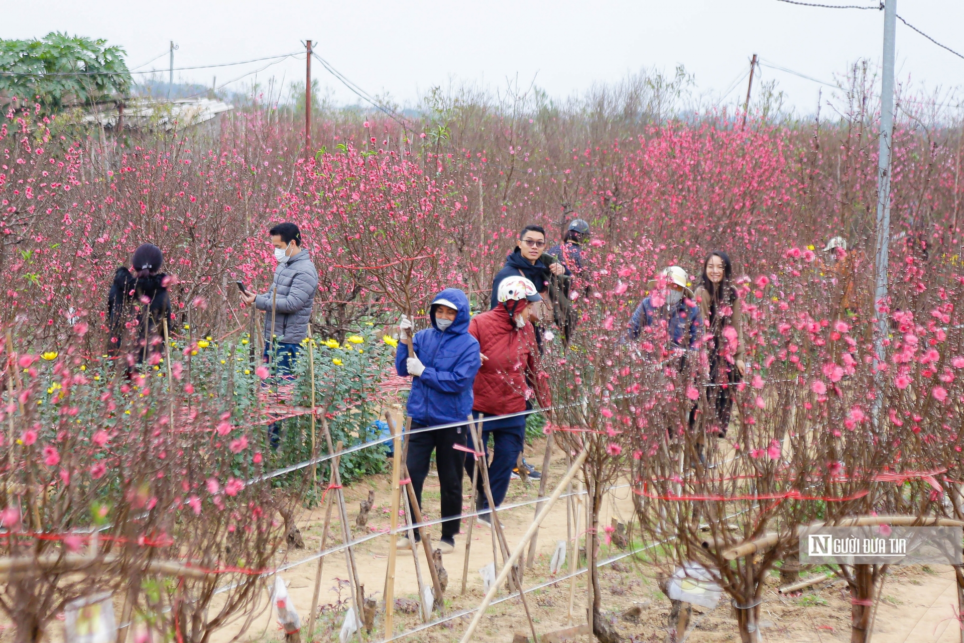 Được biết, khoảng 1 tuần trở lại đây thời tiết đẹp, những cành đào tại vườn đã bắt đầu nở rộ.