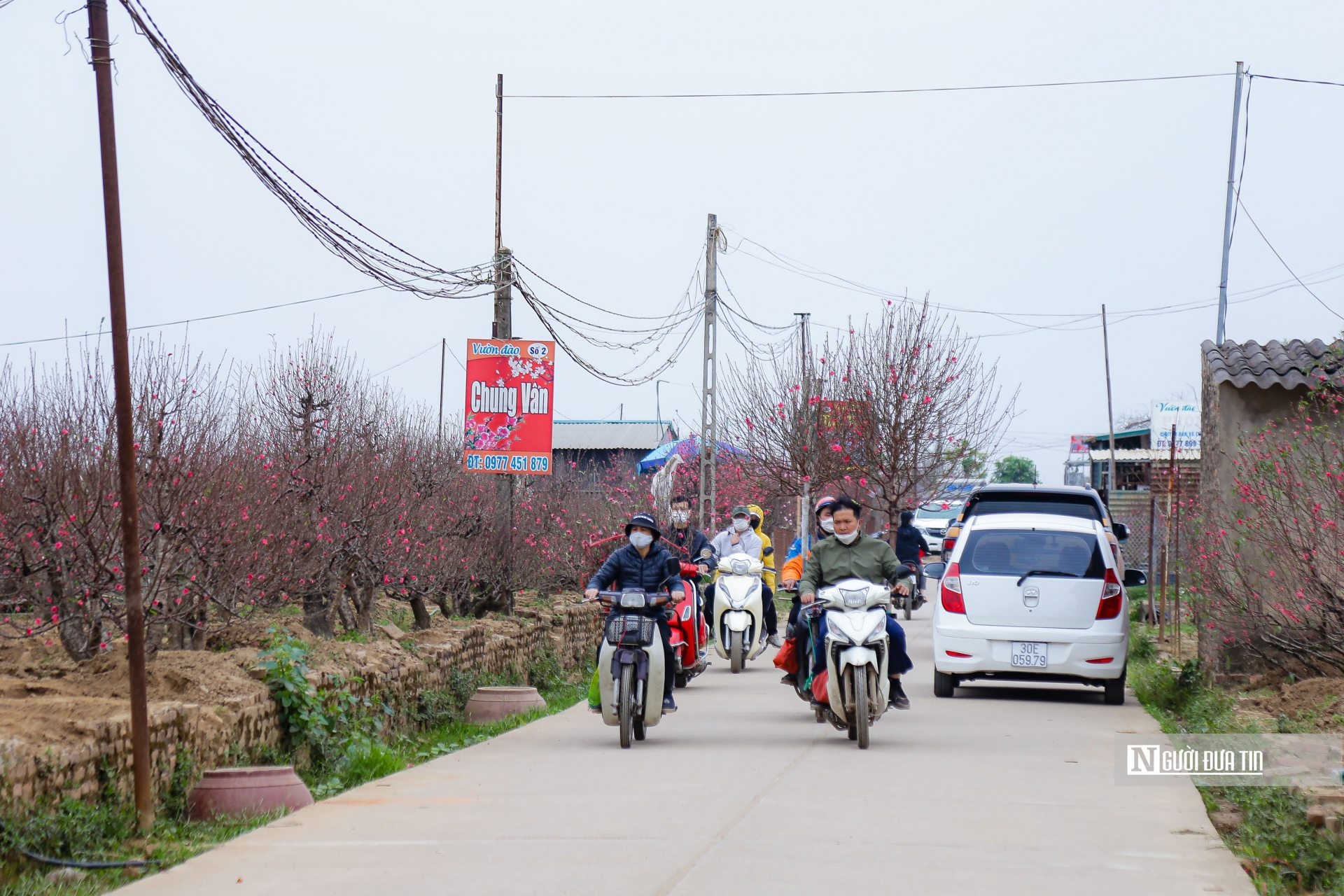 Dòng xe tấp nập chở đào về nhà khiến không khí ngày Xuân càng đến gần hơn bao giờ hết.