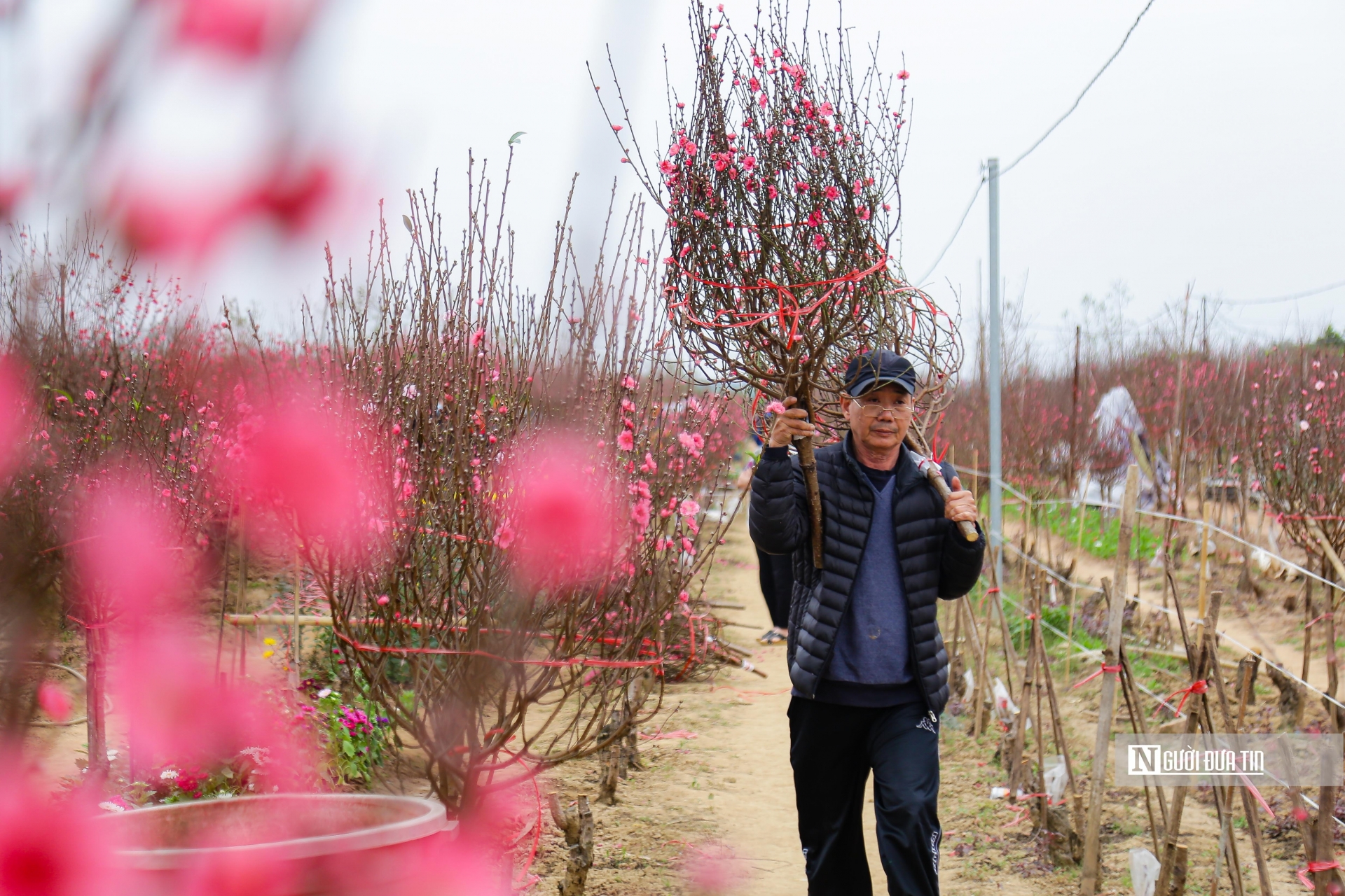 Theo các chủ vườn, năm nay đào được giá hơn những năm trước, hiện những cành đào dáng huyền có giá dao động từ 700.000 đến hơn 1 triệu đồng/ cành”.