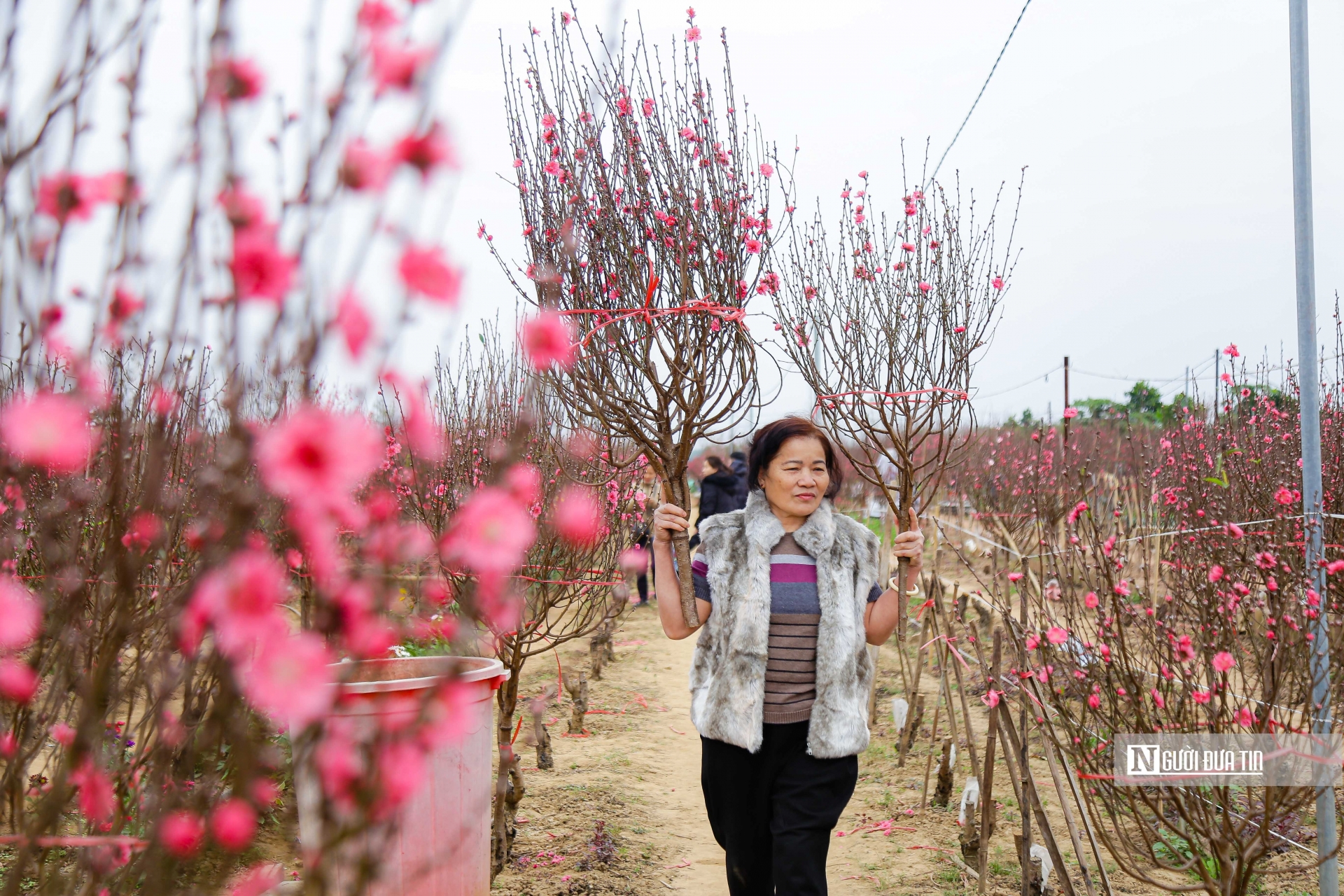 Theo người dân chia sẻ, thay vì ra các chợ hoa thì nhiều người lại lựa chọn ra trực tiếp các vườn trồng đào để chọn mua. “Ra đây ngắm những cây đào nở rộ, tận hưởng không khí ngày Tết, hơn nữa còn tự lựa chọn được cho mình những cây đào ưng ý”, một người chia sẻ.