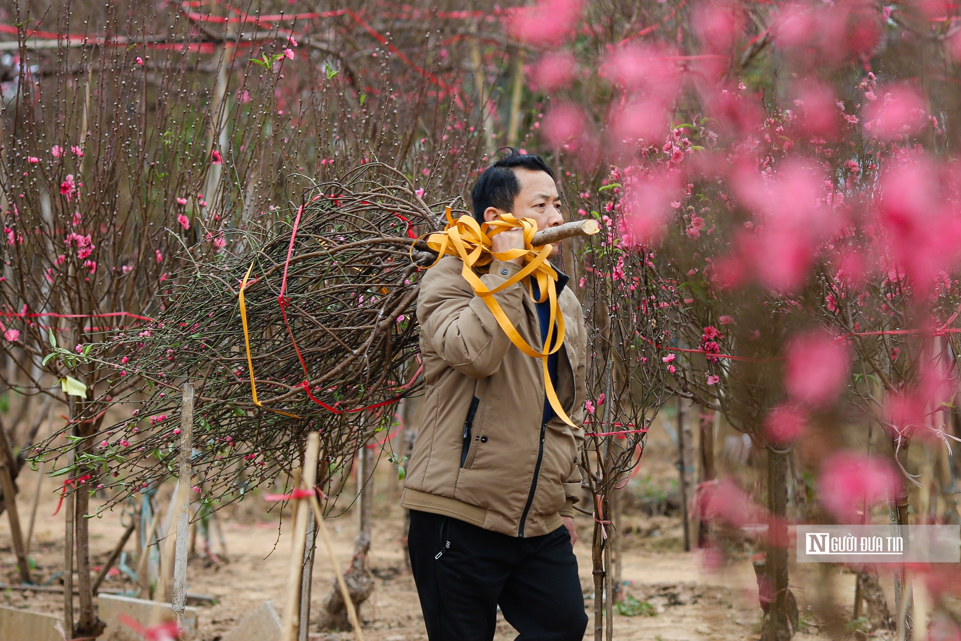 Chỉ còn ít ngày nữa là đến Tết Nguyên đán, người dân nườm nượp kéo về 'thủ phủ' đào Nhật Tân để chọn mua đào.