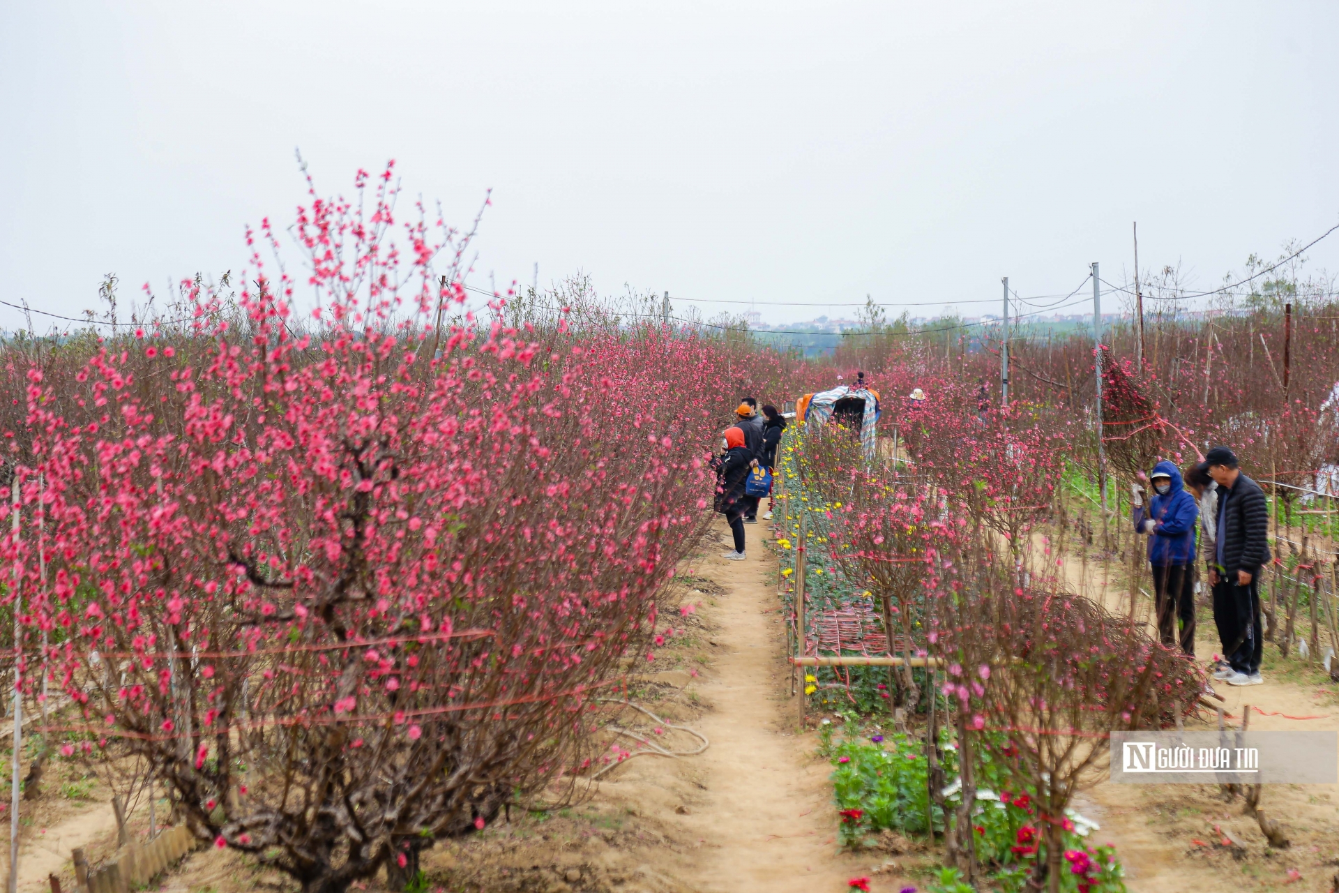 Cả vùng trồng đào Nhật Tân được nhuộm đỏ bởi sắc hoa đào bung nở rực rỡ dưới cái lạnh se sắt, nhưng đây là nền nhiệt độ thuận lợi để mùa đào bội thu.