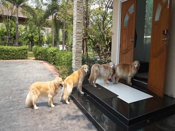 Chó đến nhà thì giàu Chó đến nhà thì giàu