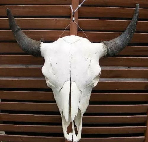 Trưng bày xương động vật trong nhà cũng là điều tối kỵ.