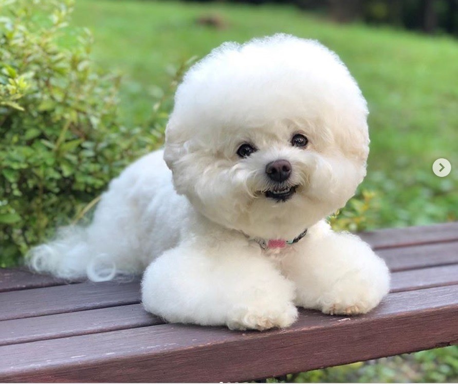 Chó giữ nhà, có lợi cho tài lộc.