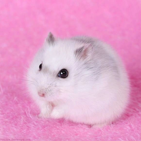 Chuột hamster giúp tài vận gia đình suôn sẻ.