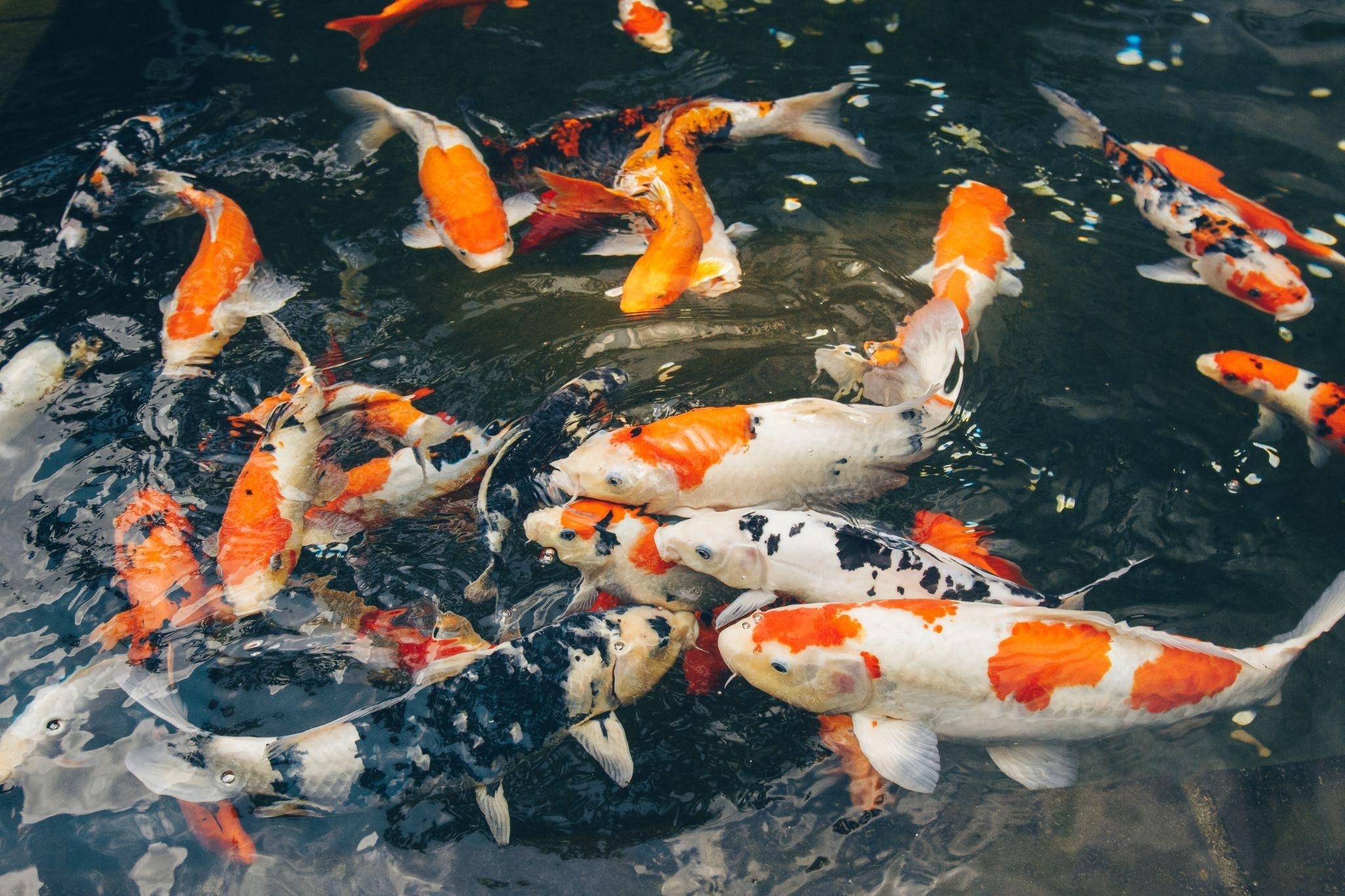 Cá koi vừa giúp giải trí, vừa gia tăng vận khí cho ngôi nhà.