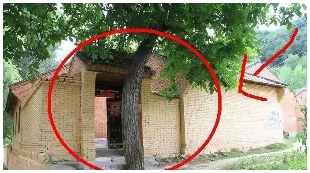 Nhà có cây to trước cổng thì phong thủy cực xấu, tài khí không phất lên nổi. Ảnh minh họa: Internet