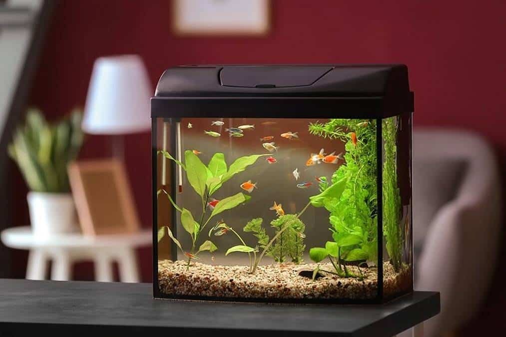 Phía tây và phía nam mà có bể cá, khu vệ sinh thì phụ nữ dễ sảy thai. Ảnh minh họa: Internet