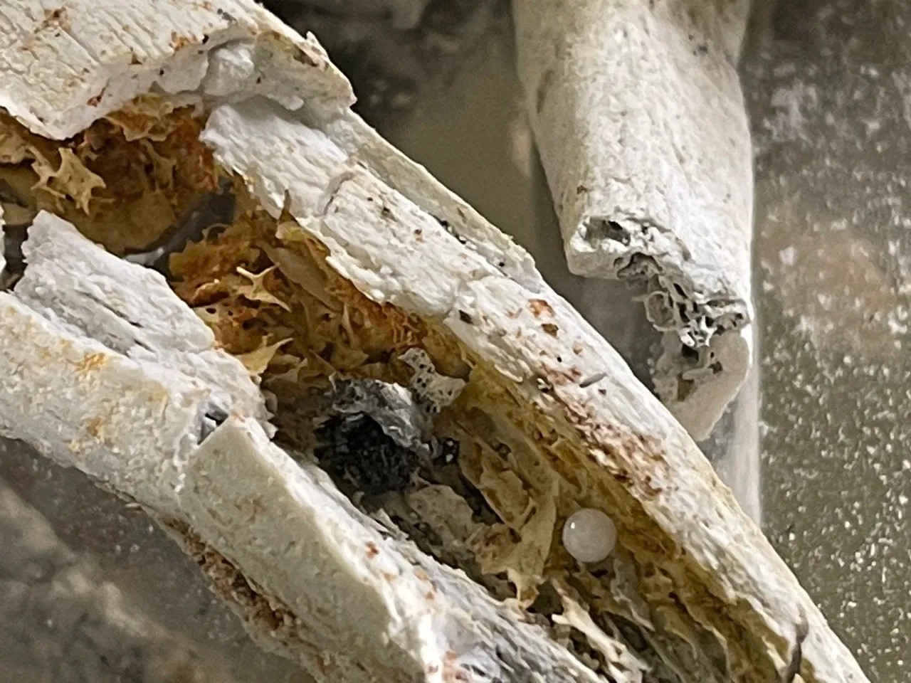 Xá lợi nằm trong tro xương của đức Hòa thượng Tinh Vân.