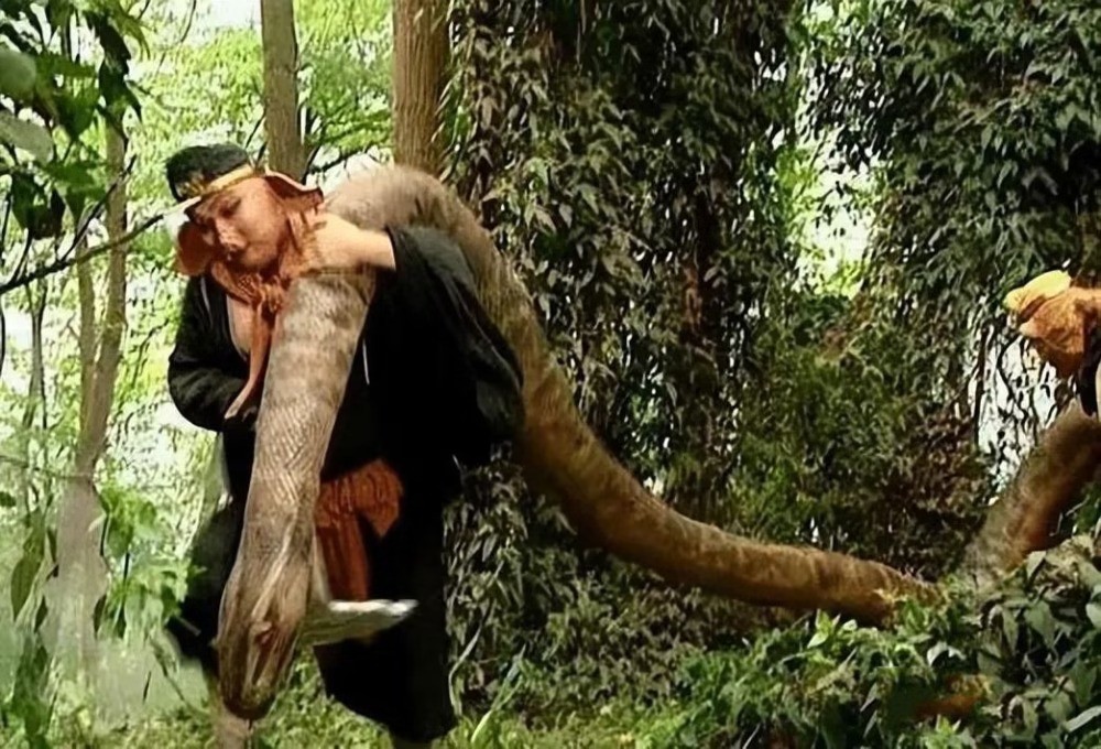 Con trăn được mượn từ trong sở thú.