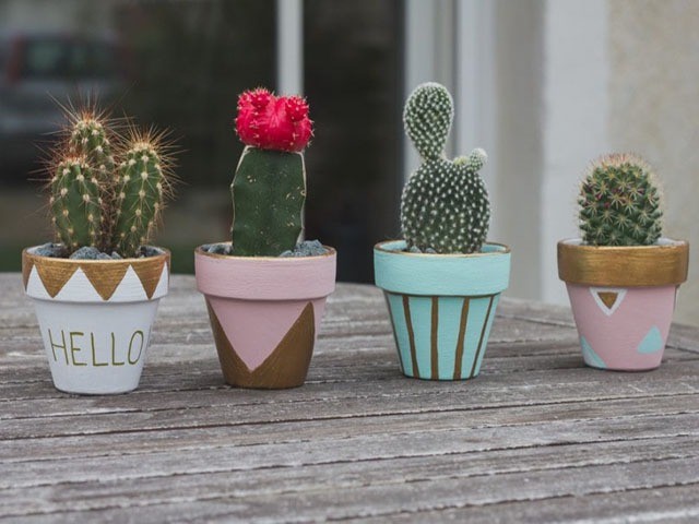 Không nên trưng cây có gai trong nhà, đặc biệt là phòng ngủ để tránh gia đình lục đục. Ảnh minh họa: Internet