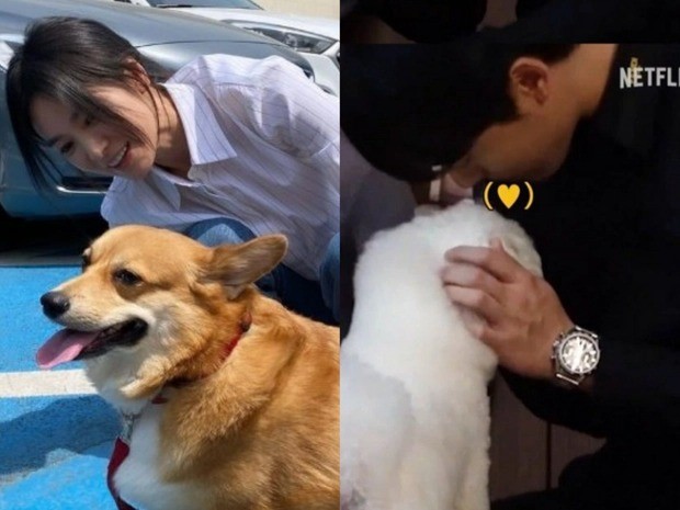 Song Hye Kyo và Lee Do Hyun cùng mang cún cưng đến phim trường nhưng không ngờ 2 nhân vật này lại không thích nhau, khiến chủ nhân khó xử. Song Hye Kyo và Lee Do Hyun cùng mang cún cưng đến phim trường nhưng không ngờ 2 nhân vật này lại không thích nhau, khiến chủ nhân khó xử.