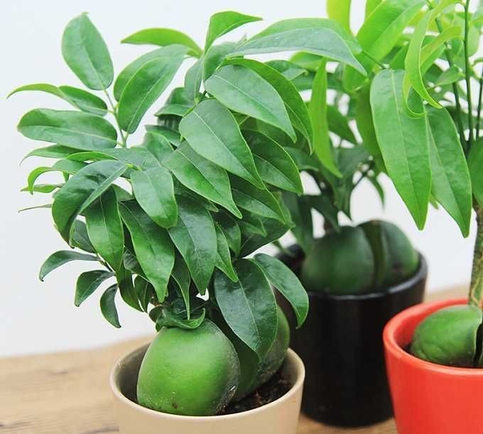 5 loại cây giá vài chục nghìn nhưng giúp chiêu tài, hút lộc, mang lại may mắn cho gia chủ 1 5 loại cây giá vài chục nghìn nhưng giúp chiêu tài, hút lộc, mang lại may mắn cho gia chủ 1