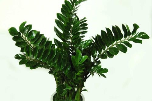 Cây kim tiền, cái tên đã cho thấy sự rủng rỉnh, giàu có, tiền tiêu không hết. Ảnh minh họa: Internet Cây kim tiền, cái tên đã cho thấy sự rủng rỉnh, giàu có, tiền tiêu không hết. Ảnh minh họa: Internet