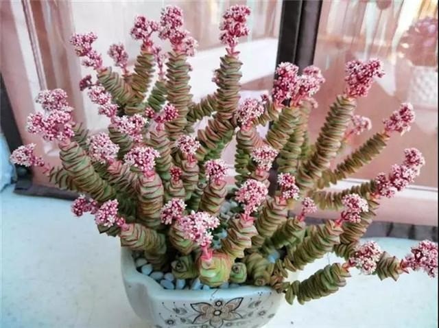 5 loại cây giá vài chục nghìn nhưng giúp chiêu tài, hút lộc, mang lại may mắn cho gia chủ 5 5 loại cây giá vài chục nghìn nhưng giúp chiêu tài, hút lộc, mang lại may mắn cho gia chủ 5