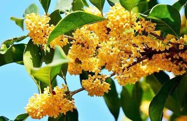 4 loại cây giúp xua tà khí, trấn trạch nhà được các chuyên gia phong thủy yêu thích 2 4 loại cây giúp xua tà khí, trấn trạch nhà được các chuyên gia phong thủy yêu thích 2