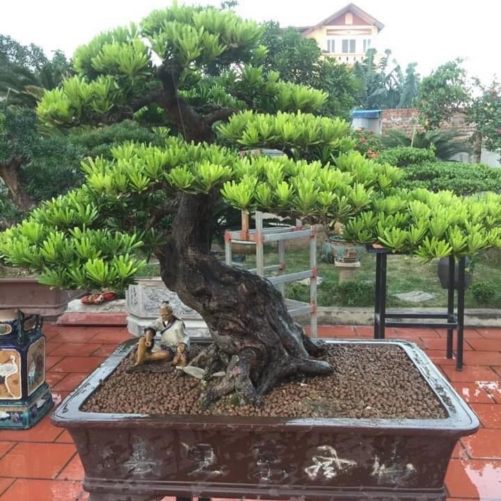 Tùng la hán là loại cây biểu tượng của Phật giáo, nó mang ý nghĩa tốt lành, chiêu tài lộc. Ảnh minh họa: Internet Tùng la hán là loại cây biểu tượng của Phật giáo, nó mang ý nghĩa tốt lành, chiêu tài lộc. Ảnh minh họa: Internet