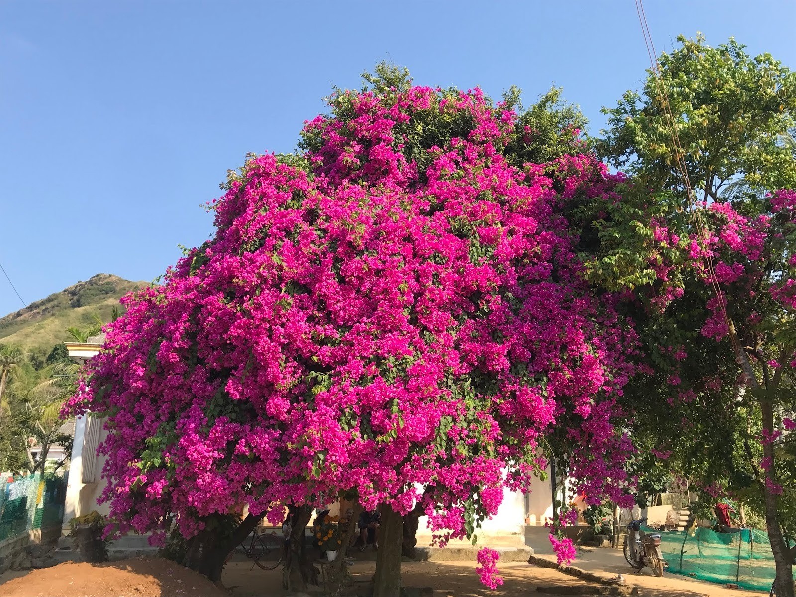 Cứu chữa hoa giấy trồng lâu năm không ra hoa, người làm vườn mách nhỏ một mẹo không tốn kém 1 Cứu chữa hoa giấy trồng lâu năm không ra hoa, người làm vườn mách nhỏ một mẹo không tốn kém 1