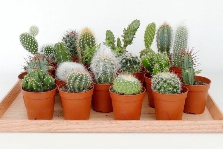 Áp dụng 3 mẹo phong thủy này giúp phụ nữ xua đào hoa xấu, tránh được đàn ông xấu xa 1 Áp dụng 3 mẹo phong thủy này giúp phụ nữ xua đào hoa xấu, tránh được đàn ông xấu xa 1