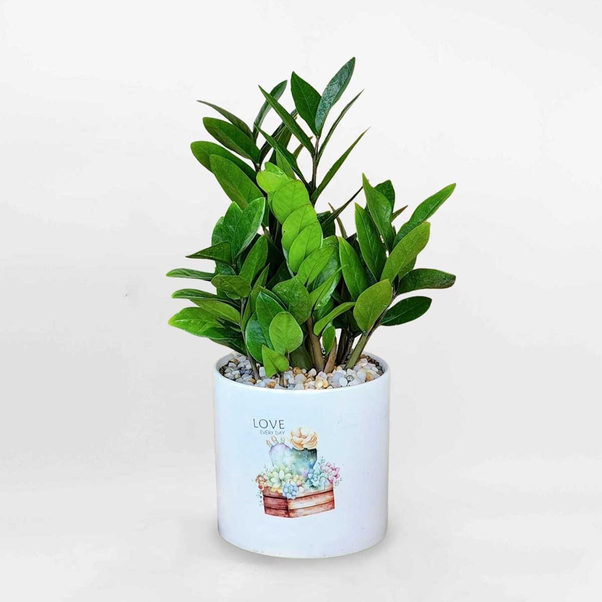 Chuyên gia phong thủy bật mí 4 loại cây giúp chiêu tài, tụ lộc, đặt ở vị trí này trong phòng khách thì gia chủ chẳng mấy rủng rỉnh tiền tiêu 3 Chuyên gia phong thủy bật mí 4 loại cây giúp chiêu tài, tụ lộc, đặt ở vị trí này trong phòng khách thì gia chủ chẳng mấy rủng rỉnh tiền tiêu 3