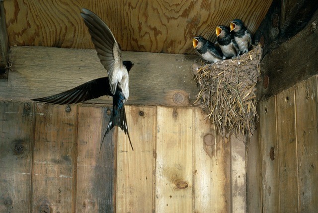 Chim tới làm tổ, lại có cả chim non thì chứng tỏ sức khỏe các thành viên trong gia đình cũng rất vượng. Ảnh minh họa: Internet