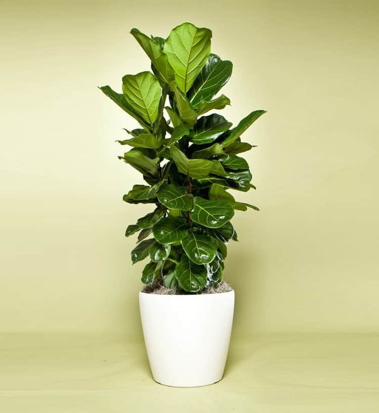 Phòng khách đừng để trống, rước 7 loại cây này về trồng thì đại cát đại lợi, làm ăn lên như diều gặp gió 2 Phòng khách đừng để trống, rước 7 loại cây này về trồng thì đại cát đại lợi, làm ăn lên như diều gặp gió 2