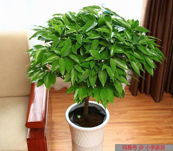 Phòng khách đừng để trống, rước 7 loại cây này về trồng thì đại cát đại lợi, làm ăn lên như diều gặp gió 5 Phòng khách đừng để trống, rước 7 loại cây này về trồng thì đại cát đại lợi, làm ăn lên như diều gặp gió 5